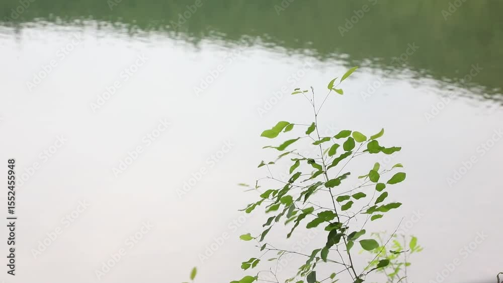 green grass and lake