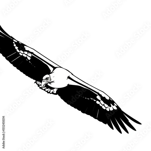 A turkey vulture soaring effortlessly on updrafts