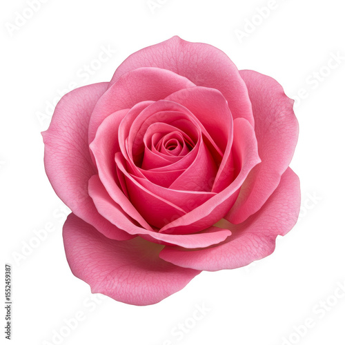 Isolated Pink Rose Bloom With Transparent Background Floral Petals