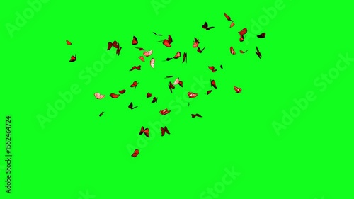 A group of butterfly flying animation on green screen effect background