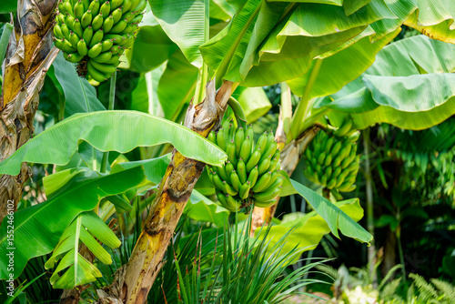 A landscape with green fruits hanging from banana trees