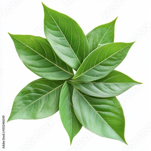Arrangement of green leaves forming a star shape isolated on white background