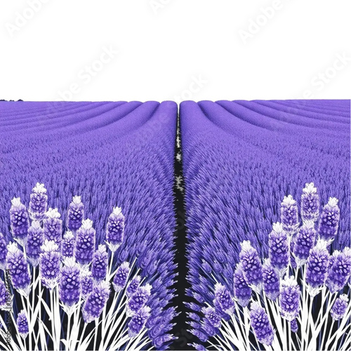 A French lavender field in full bloom