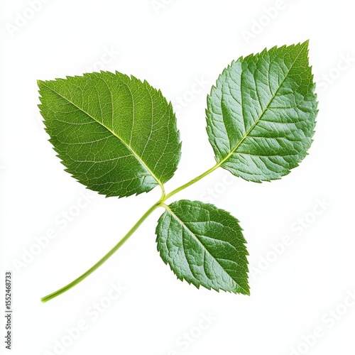 Three vibrant green serrated leaves on a stem isolated on white background