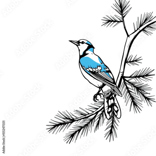 A blue jay calling loudly from a pine tree