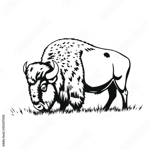 A bison grazing peacefully on prairie grassland