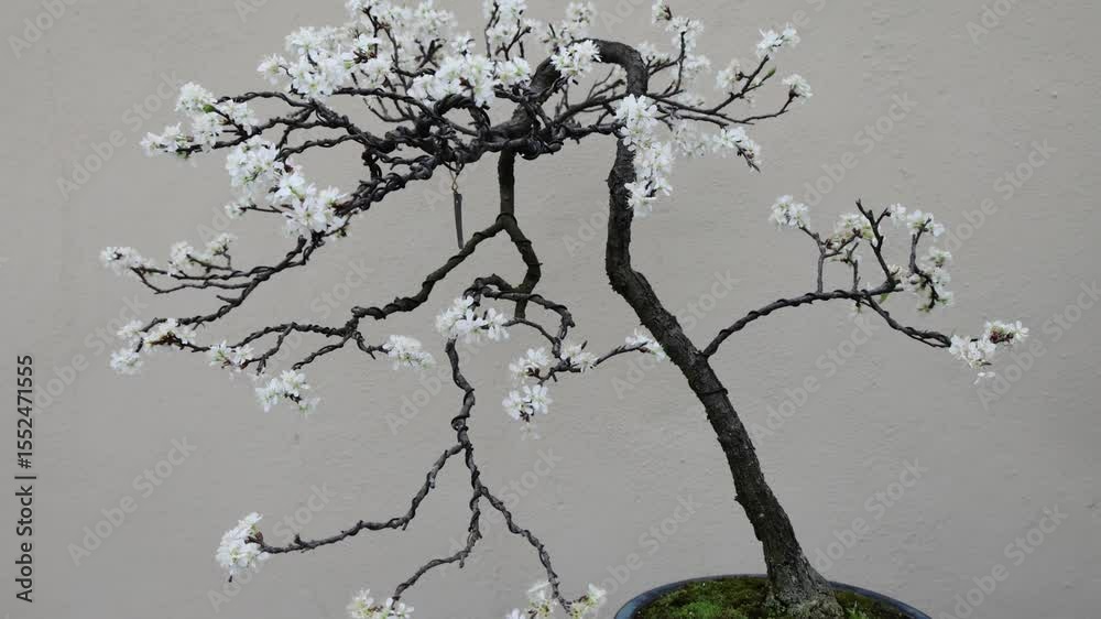 bonsai tree close up footage (japanese miniature old aged trees in pot) clay glazed planter bark leaves foliage wire wired wires shape branches training train beautiful artform originally from japan