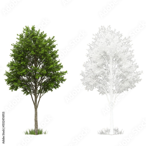 Wallpaper Mural Isolated Tree Two Version Green and White Tree Image With Transparent Torontodigital.ca