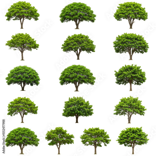 Isolated Transparent Background Green Trees Forest Plant Nature