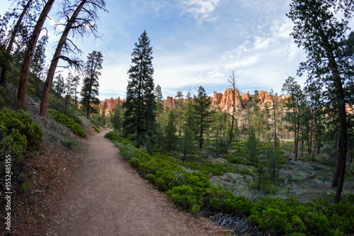 Landscape of a winding dirt trail through the valley of Bryce Canyon National Park. The cool, muted tones of the pine trees and brush contrast with orange hoodoos. Perfect to show relaxing nature.