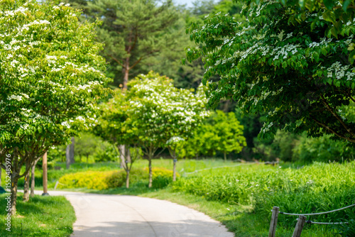 Landscape of a green forest path with white Dogwood (Cornus kousa) flowers in full bloom in spring