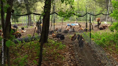 Time lapse of chickens freely roaming inside fenced area as some hens enter or leave enclosure while animals travel to or from chicken coop
