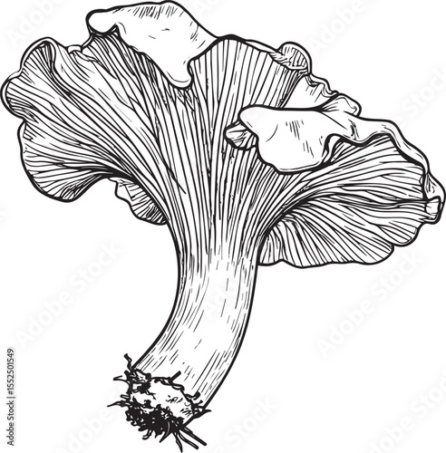 Detailed Chanterelle Mushroom Sketch: Hand-Drawn Wild Mushroom