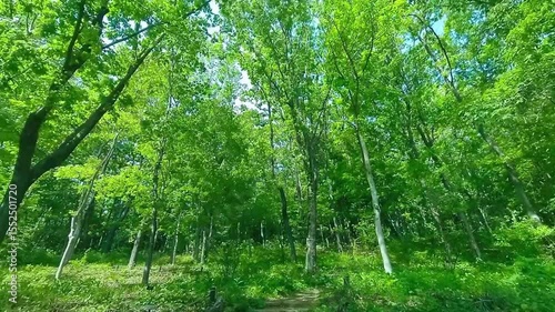 緑の森