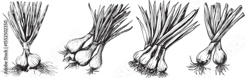 Scallions Vector Illustration, Hand-Drawn Isolated on White Background.