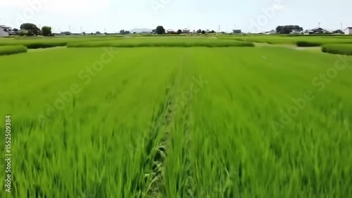 Lush green rice fields stretching towards the horizon under a clear blue sky, symbolizing agriculture