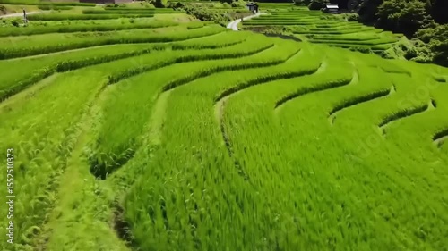 Lush green terraced rice fields in a rural landscape, showcasing agricultural beauty and serenity