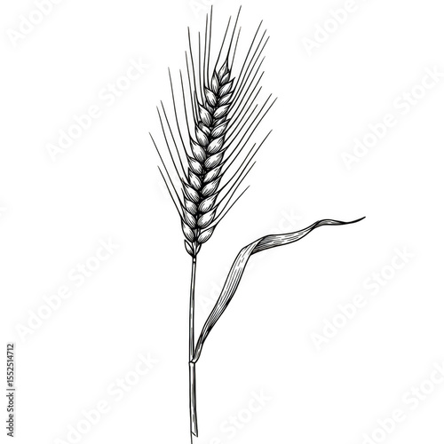 Illustration of Ripe Wheat Grain Plant Against Transparent Background