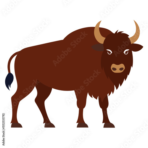 Buffalo on white background