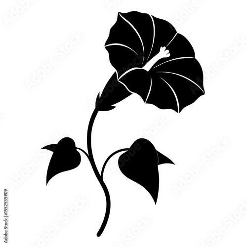 Dwarf Morning Glory flower on white background 