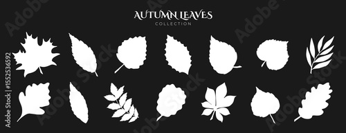 Flat White Shape Leaves Set. Fall Leaf Rowan, Maple, Oak, Birch, Chestnut, Willow, Beech, Hawthorn, Poplar, Elm, Aspen, Linden, Alder, Ash. Modern Fall Forest Branches, Foliage. Botanical Floral Set.