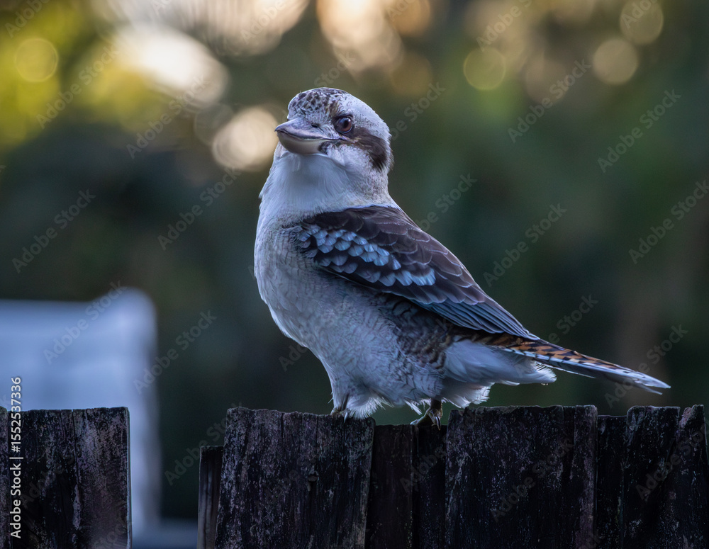 Fototapeta premium A Laughing Kookaburra perched on a wooden fence