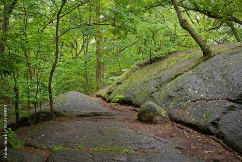 Summer in the park that has green leaves, trees, paths, and places to sit
