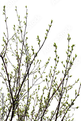 Tree branches growing new spring leaves on white background