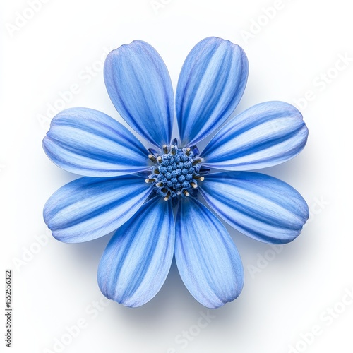 Simple natural blue marguerite, on white background, top view