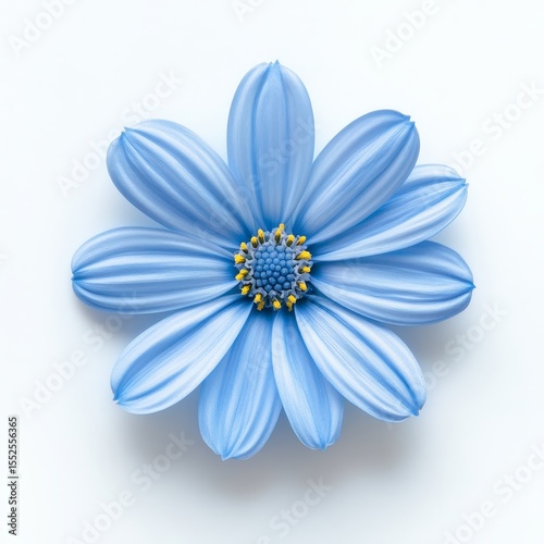 Simple natural blue marguerite, on white background, top view