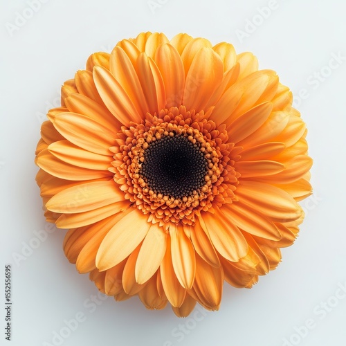 Top view a gerbera daisy on white background 