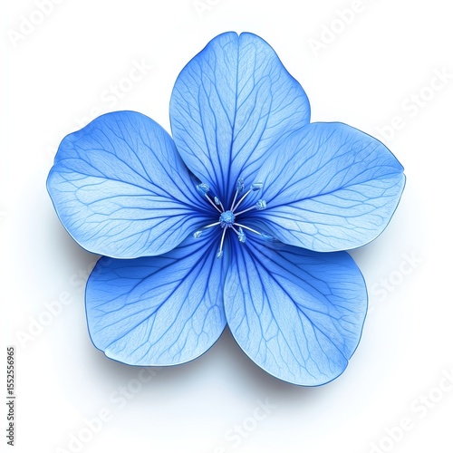 Top view of a blue flower with five petals, white background. 