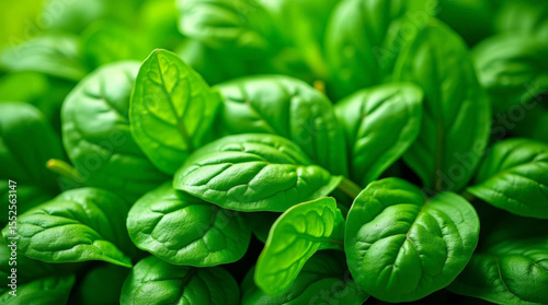 Vibrant Green Spinach Leaves Macro, Organic Vegan Food Background for Healthy Lifestyle Concepts