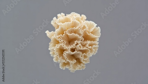 Delicate cream colored coral mushroom with ruffled edges against a gray background