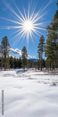 Bright sun shines over a snowy forest landscape with tall pine trees and a clear blue sky.