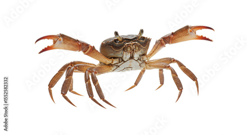 Detailed Closeup of a Crab. photo