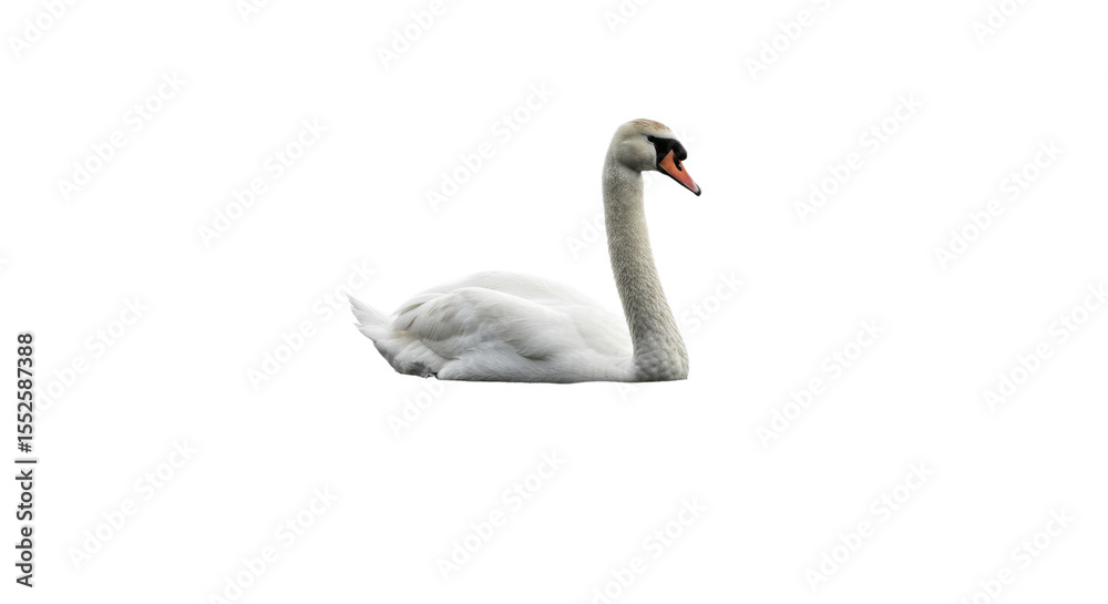 Obraz premium Elegant White Swan Isolated on White Background.