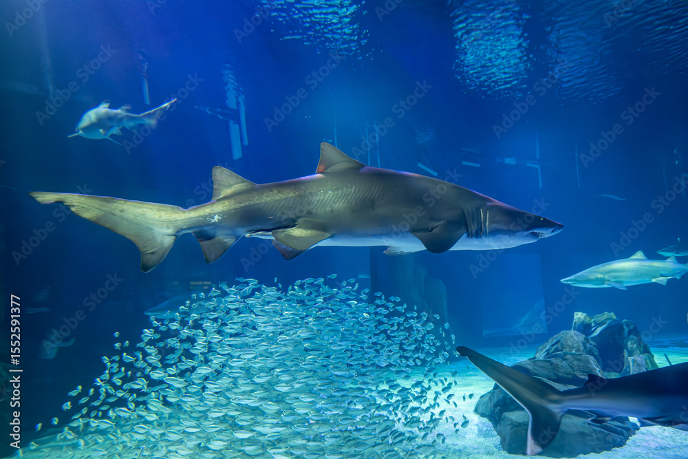 Fototapeta premium A shark doesn’t wander aimlessly; it glides toward its destiny, Georgia Aquarium, Atlanta, Georgia, United States of America