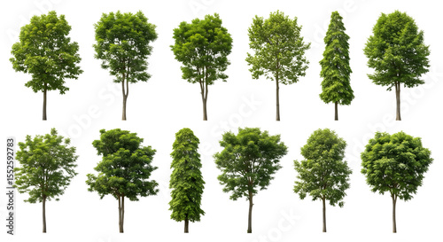 Collection of diverse deciduous and coniferous trees with lush green foliage isolated on transparent background