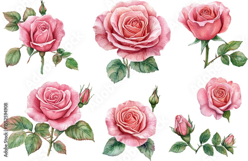 set of roses vector illustration