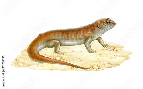 Great desert skink on sandy ground hand drawn realistic illustration. Liopholis kintorei Australia native bright reptile. Australian endemic desert lizard. Kintore's egernia endangered animal