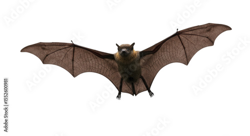 Flying Fox Bat Isolated on White.