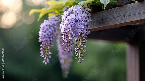 Purple Wisteria Blooms Hanging From Wooden Pergola With Green Foliage in a Garden