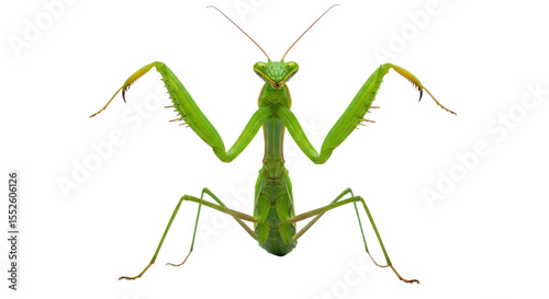 Green Praying Mantis Insect Closeup Studio Shot.