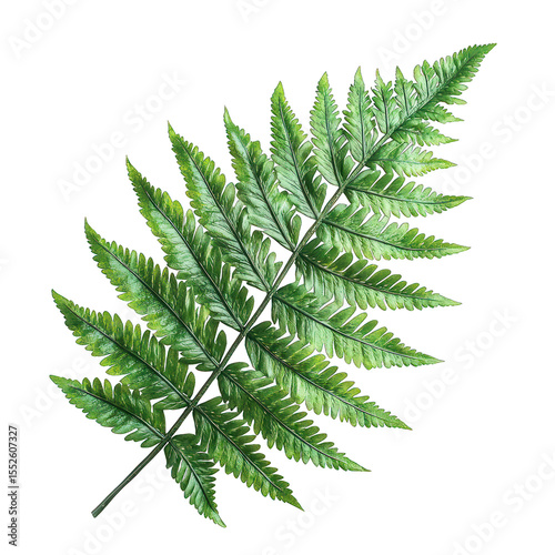 Green fern leaf with pinnate structure
