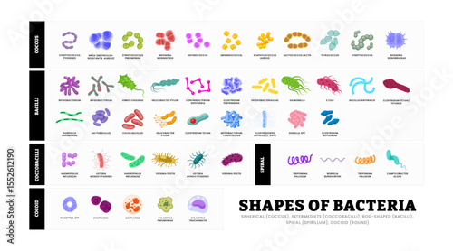 Different Shapes of bacteria shapes set collection poster for healthcare education, Pathogenic bacteria, viruses and microbes, Disease germs, bacterium type, microorganism infection
