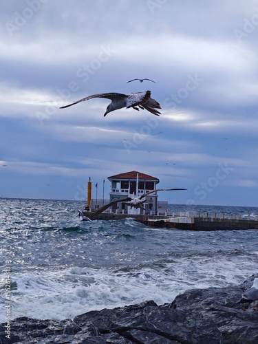 seagull sea and ferry pier - istanbul