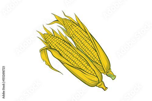 corn on the cob,isolated