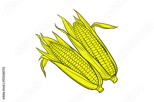 corn cobs isolated on white