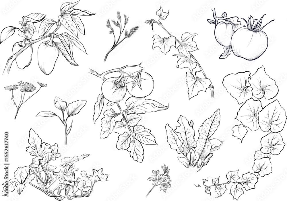 Fototapeta premium Big set of chili pepper tomato herbs and vegetables sketch vector